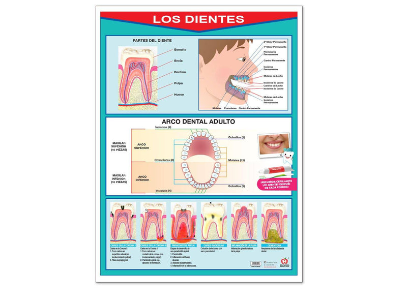 Póster los Dientes - Educatodo material didáctico y juegos educativos - Educatodo