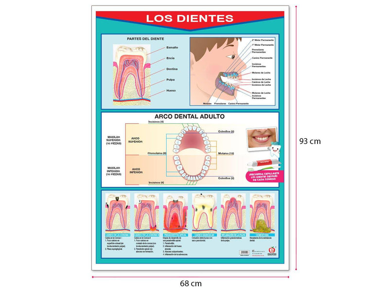 Póster los Dientes - Educatodo material didáctico y juegos educativos - Educatodo