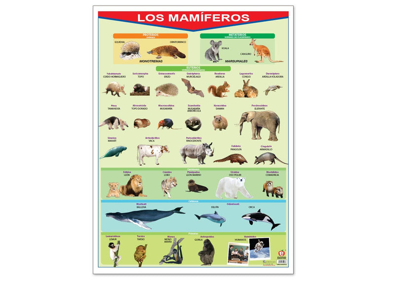 Póster Los Mamíferos - Educatodo material didáctico y juegos educativos - Educatodo