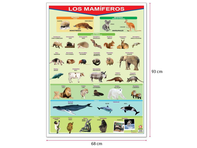 Póster Los Mamíferos - Educatodo material didáctico y juegos educativos - Educatodo