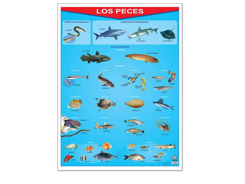 Póster Los Peces - Educatodo material didáctico y juegos educativos - Educatodo