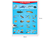Póster Los Peces - Educatodo material didáctico y juegos educativos - Educatodo