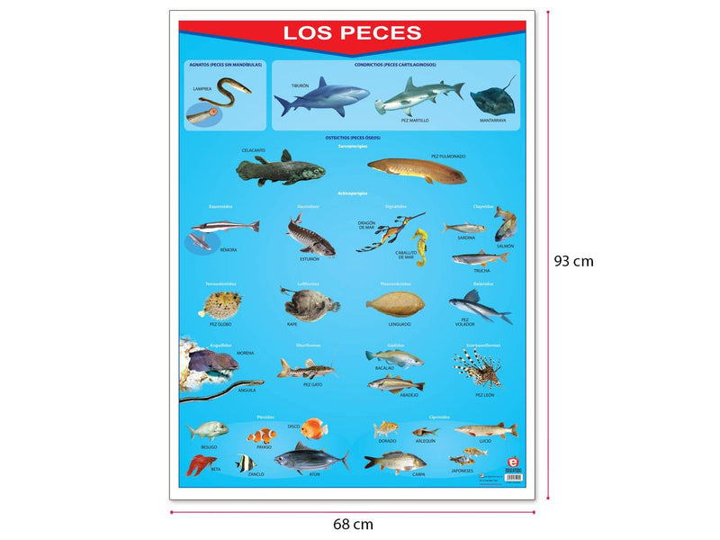 Póster Los Peces - Educatodo material didáctico y juegos educativos - Educatodo