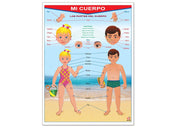 Póster Mi Cuerpo / My Body - Educatodo material didáctico y juegos educativos - Educatodo