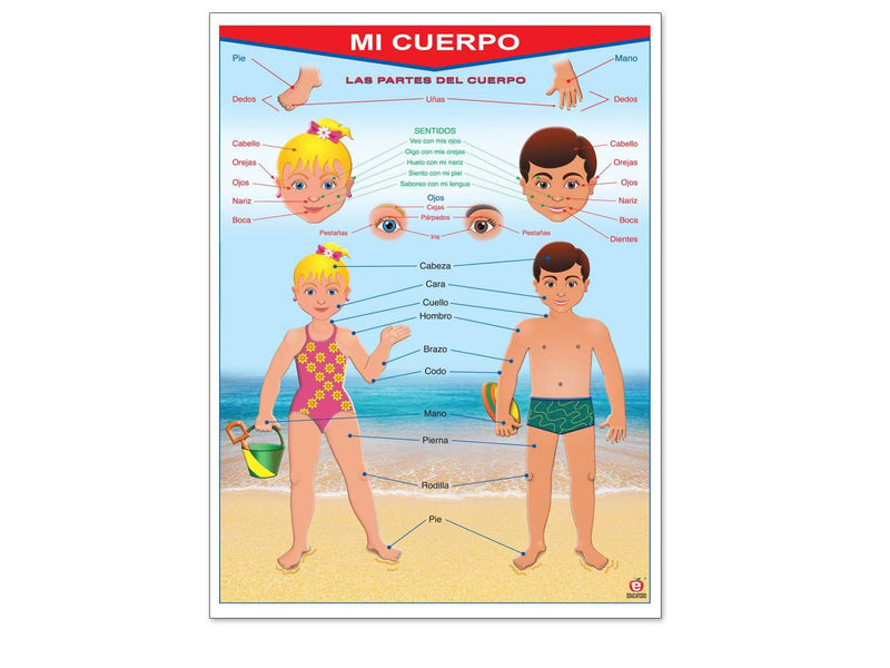 Póster Mi Cuerpo / My Body - Educatodo material didáctico y juegos educativos - Educatodo