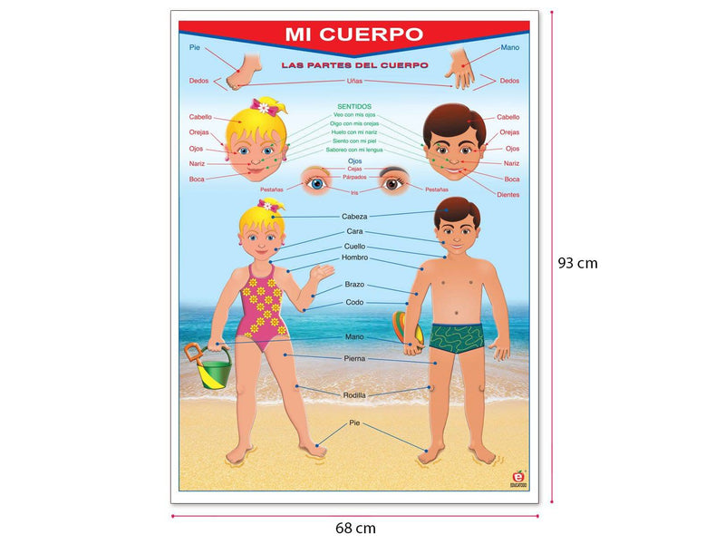 Póster Mi Cuerpo / My Body - Educatodo material didáctico y juegos educativos - Educatodo