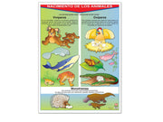 Póster Nacimiento de los Animales - Educatodo material didáctico y juegos educativos - Educatodo