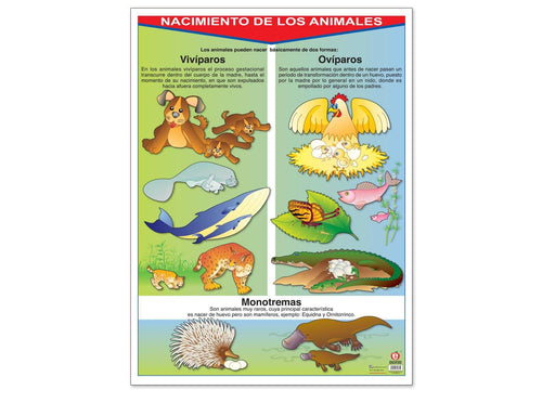 Póster Nacimiento de los Animales - Educatodo material didáctico y juegos educativos - Educatodo