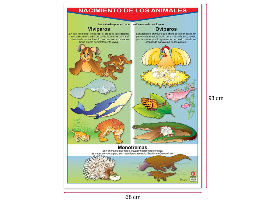 Póster Nacimiento de los Animales - Educatodo material didáctico y juegos educativos - Educatodo