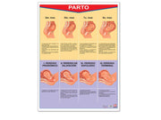 Póster parto - Educatodo material didáctico y juegos educativos - Educatodo