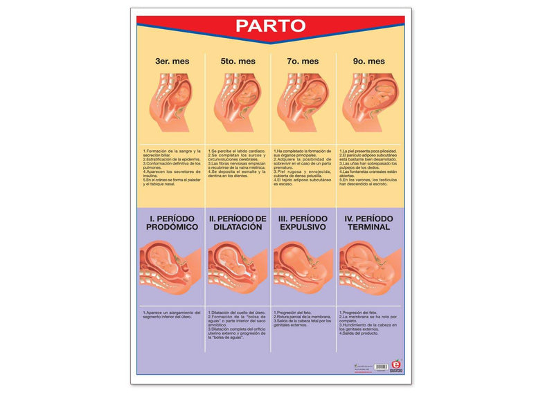 Póster parto - Educatodo material didáctico y juegos educativos - Educatodo
