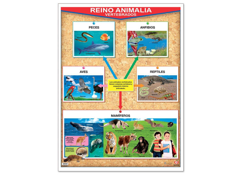 Póster Reino Animalia Vertebrados / Invertebrados - Educatodo material didáctico y juegos educativos - Educatodo
