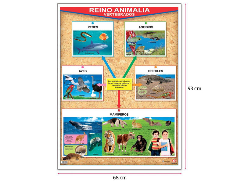 Póster Reino Animalia Vertebrados / Invertebrados - Educatodo material didáctico y juegos educativos - Educatodo