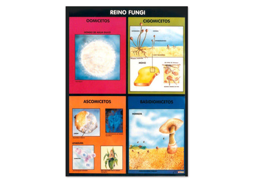 Póster Reino Fungi / Protista - Educatodo material didáctico y juegos educativos - Educatodo