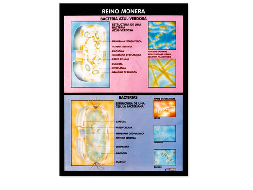 Póster Reino Monera - Educatodo material didáctico y juegos educativos - Educatodo