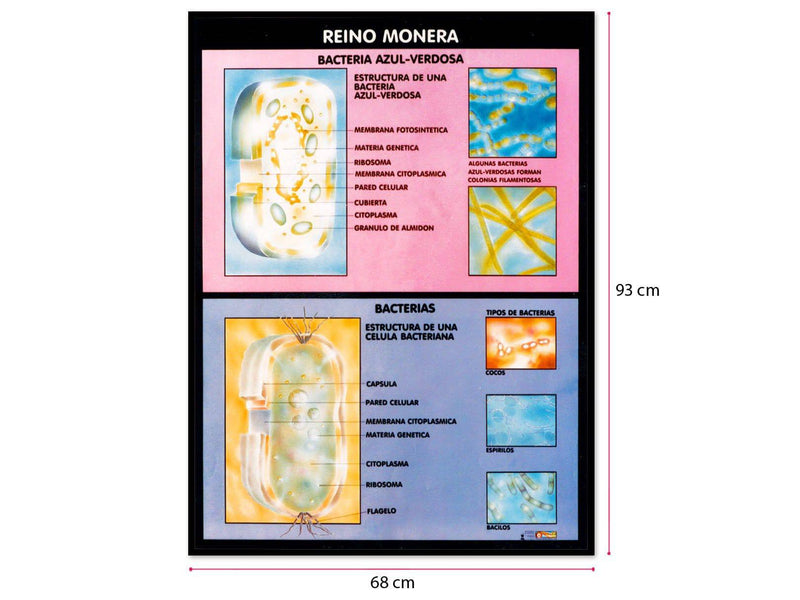Póster Reino Monera - Educatodo material didáctico y juegos educativos - Educatodo