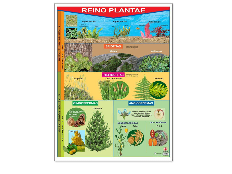 Póster Reino Plantae - Educatodo material didáctico y juegos educativos - Educatodo