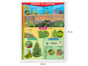 Póster Reino Plantae - Educatodo material didáctico y juegos educativos - Educatodo