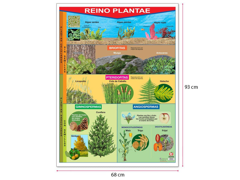 Póster Reino Plantae - Educatodo material didáctico y juegos educativos - Educatodo