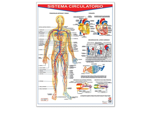 Póster Sistema Circulatorio - Educatodo material didáctico y juegos educativos - Educatodo