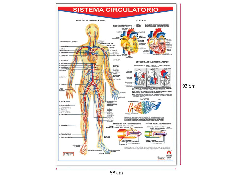 Póster Sistema Circulatorio - Educatodo material didáctico y juegos educativos - Educatodo