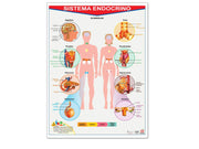 Póster Sistema Endocrino - Educatodo material didáctico y juegos educativos - Educatodo