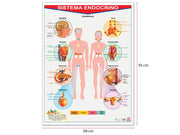 Póster Sistema Endocrino - Educatodo material didáctico y juegos educativos - Educatodo
