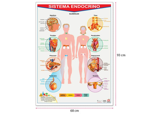 Póster Sistema Endocrino - Educatodo material didáctico y juegos educativos - Educatodo