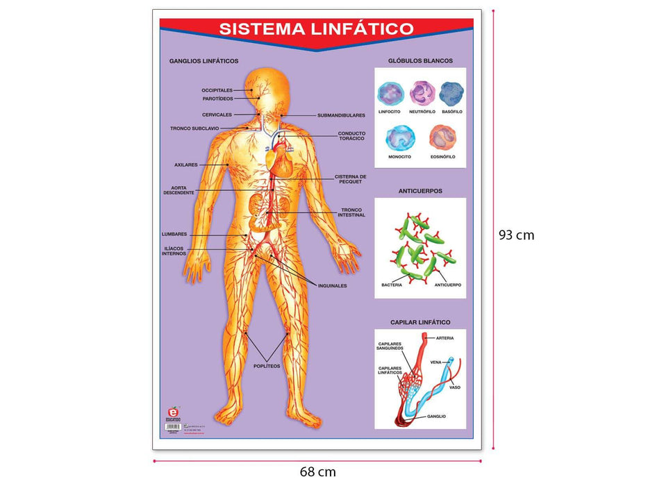 Póster Sistema Linfático - Educatodo material didáctico y juegos educativos - Educatodo