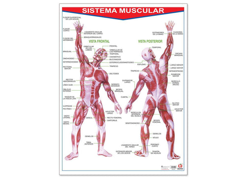 Póster Sistema Muscular - Educatodo material didáctico y juegos educativos - Educatodo
