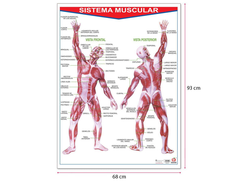 Póster Sistema Muscular - Educatodo material didáctico y juegos educativos - Educatodo