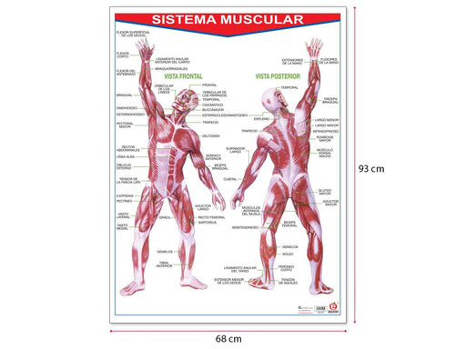 Póster Sistema Muscular - Educatodo material didáctico y juegos educativos - Educatodo