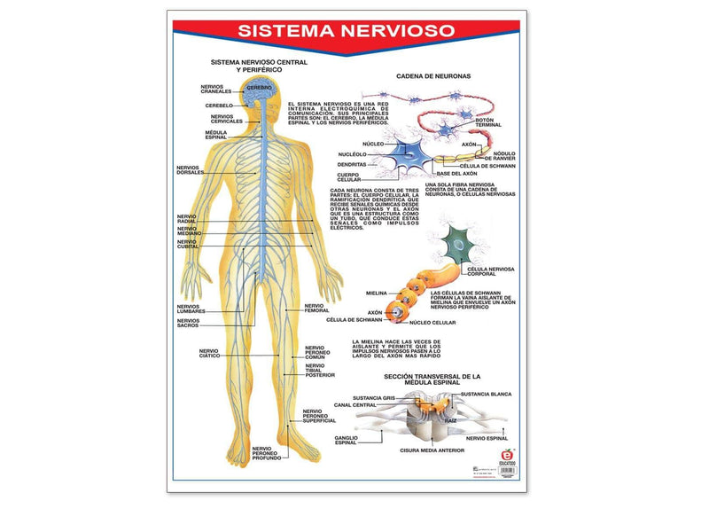 Póster Sistema Nervioso - Educatodo material didáctico y juegos educativos - Educatodo