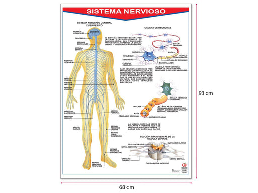 Póster Sistema Nervioso - Educatodo material didáctico y juegos educativos - Educatodo