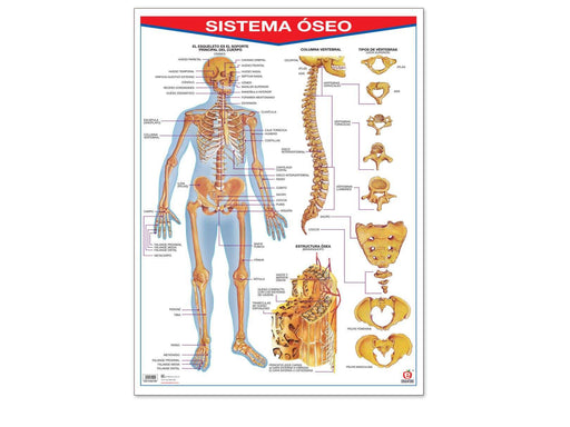 Póster Sistema Óseo - Educatodo material didáctico y juegos educativos - Educatodo