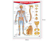 Póster Sistema Óseo - Educatodo material didáctico y juegos educativos - Educatodo