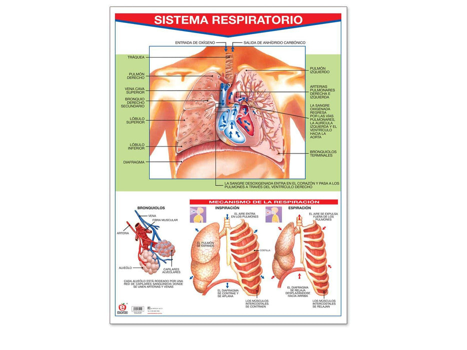 Póster Sistema Respiratorio - Educatodo material didáctico y juegos educativos - Educatodo